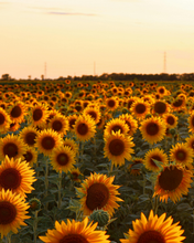 Load image into Gallery viewer, Sunflower | Secret Garden