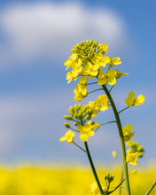 Load image into Gallery viewer, Canola | Secret Garden
