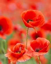 Load image into Gallery viewer, Poppies | Secret Garden
