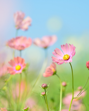 Load image into Gallery viewer, Cosmo | Secret Garden

